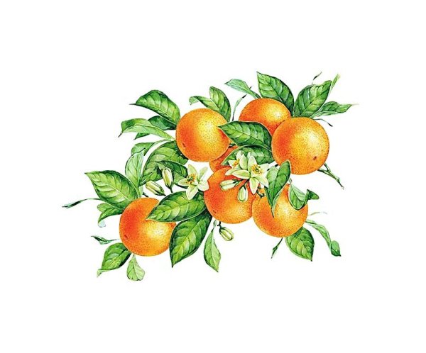 Мандарин Ботаническая живопись