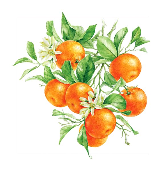 Апельсиновая ветка