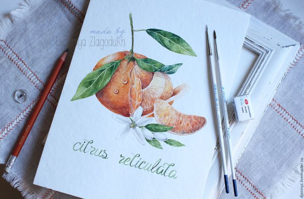 Мандарин Ботаническая живопись