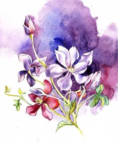 Акварельные зарисовки цветов