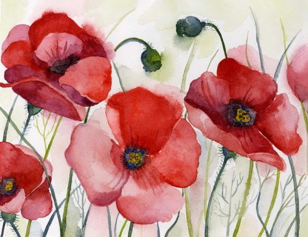 Маки акварелью
