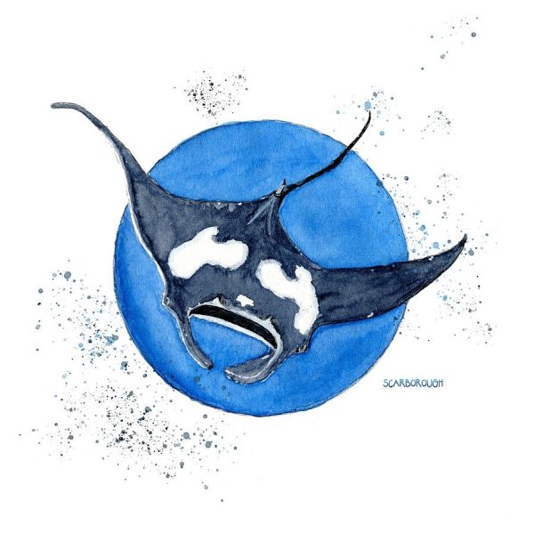 Скат Манта рисунок