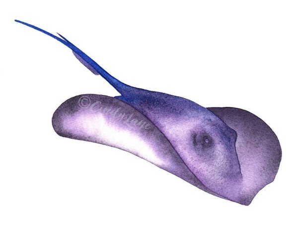 Нарисовать ската