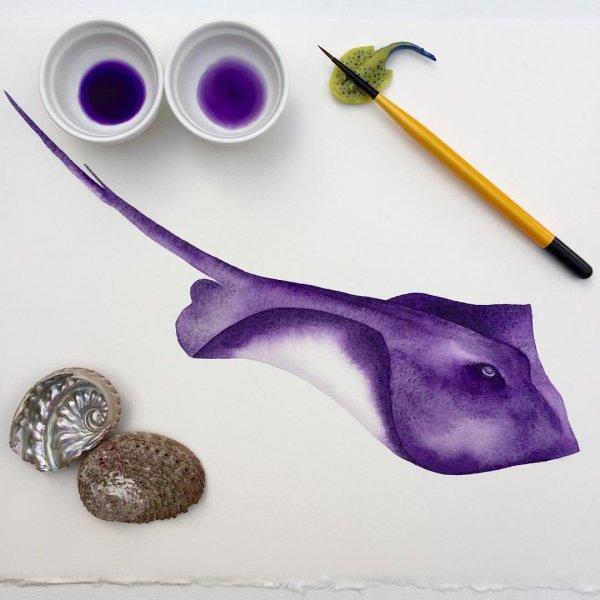 Скат Манта акварель