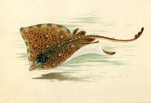 Художник Кондаков Николай Николаевич