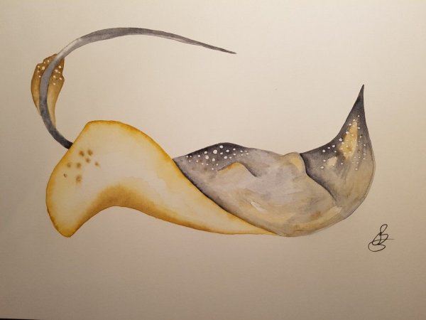 Рыба Скат акварель