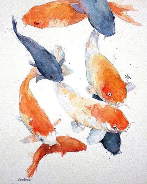 Рыбки кои акварель