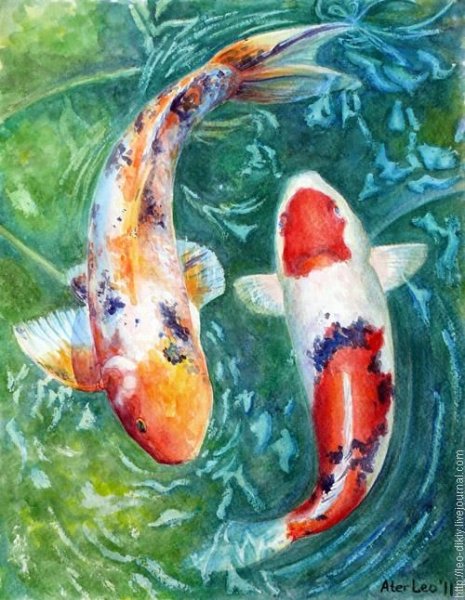 Карпы кои акварель