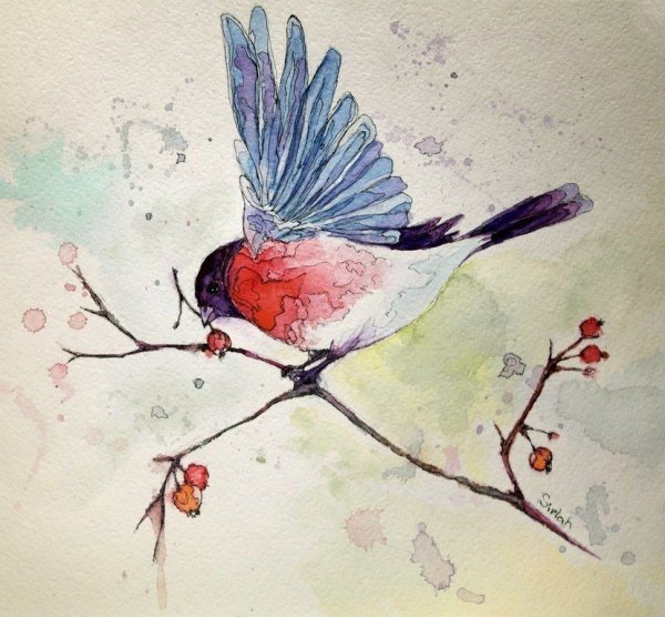 Рисование акварелью для начинающих птицы