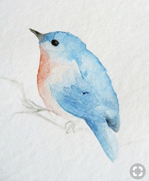Птичка акварелью для начинающих