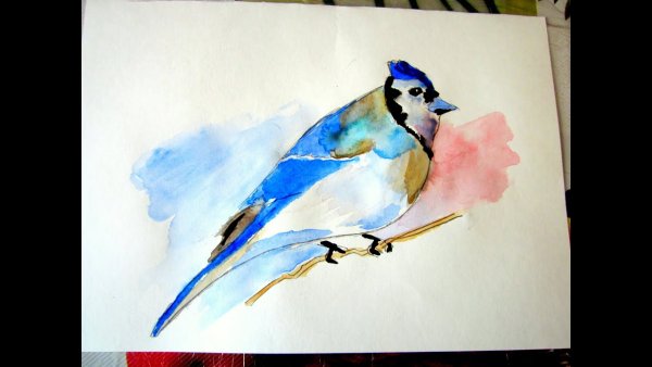 Птицы акварелью для начинающих