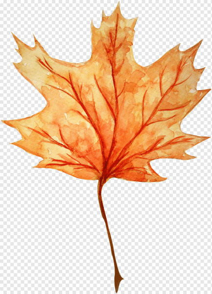 Акварельные кленовые листья