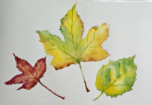 Кленовые листочки акварель