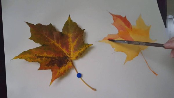 Клиновые листы на ветке акварель