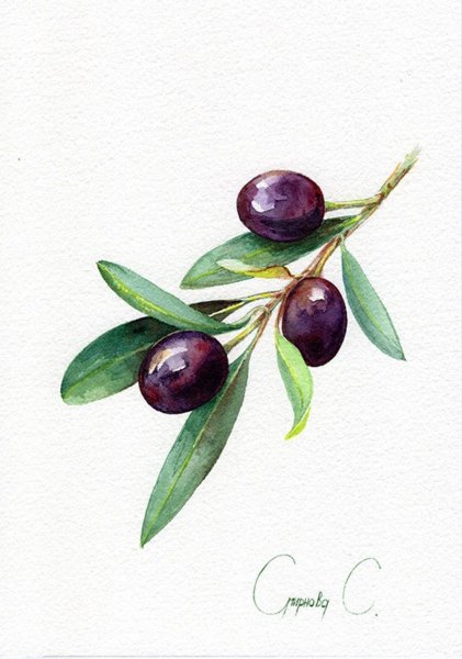 Маслины акварель