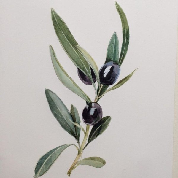 Олива Ботаническая иллюстрация