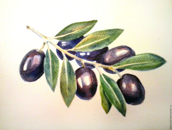 Маслины акварель