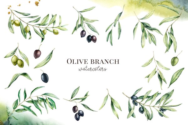Оливки акварель фон