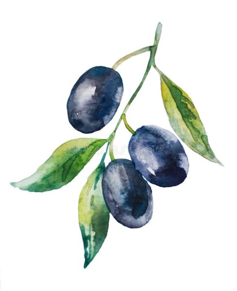 Маслины акварель
