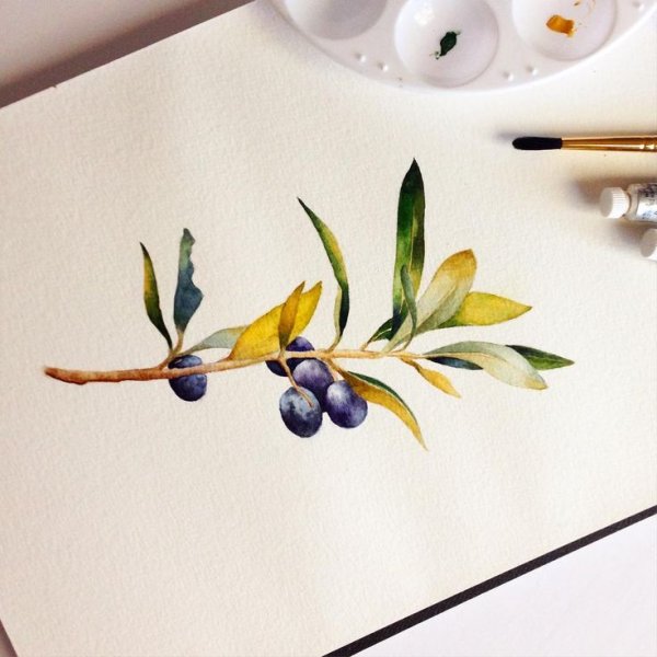 Оливки акварель