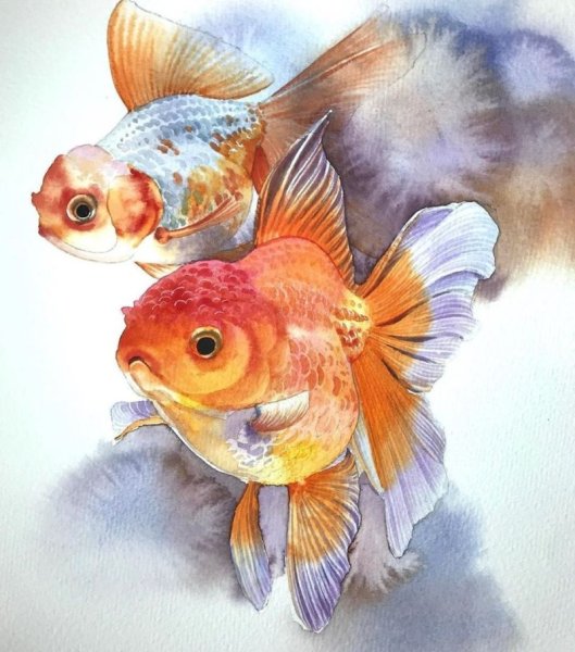 Kitipong Maksin акварель кои