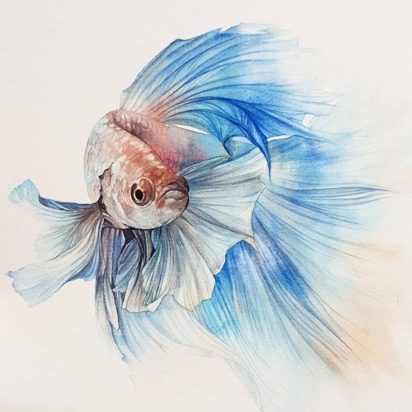 Золотая рыбка красками