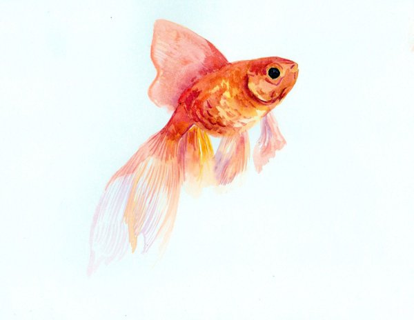 Золотая рыбка акварель