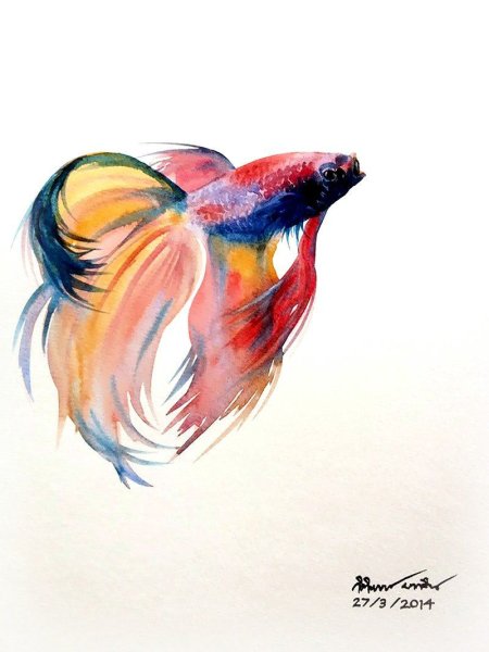 Карп кои вуалехвост