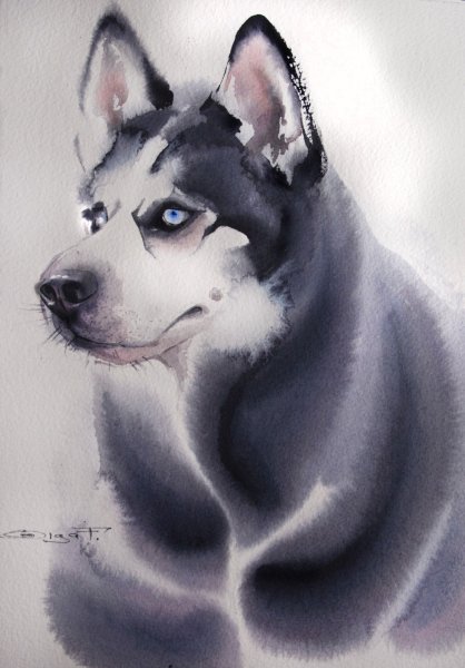 Собака хаски акварель