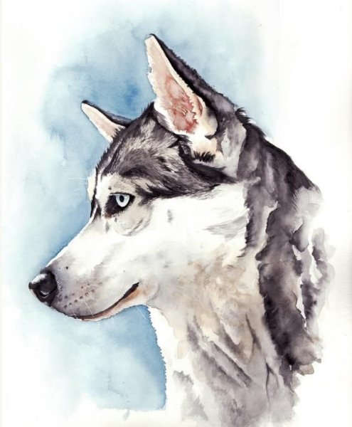 Акварельный рисунок хаски