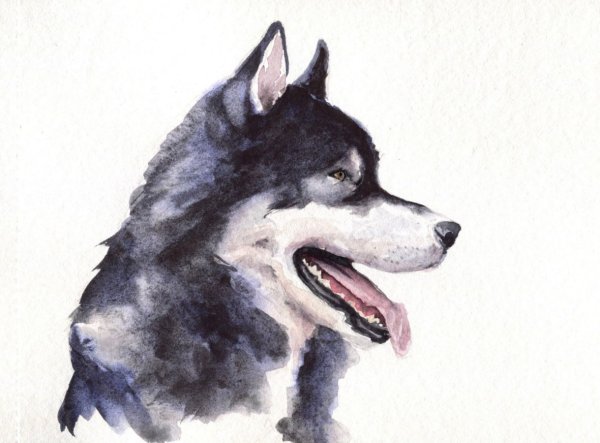 Хаски акварелью