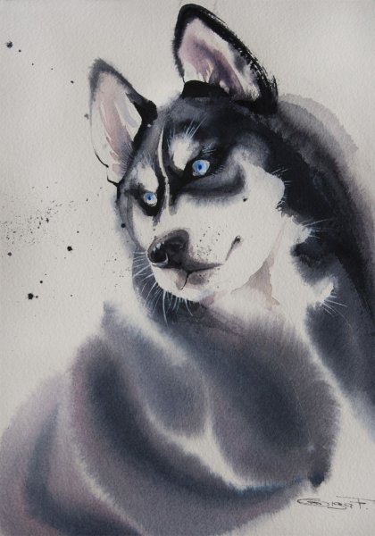 Хаски рисунок акварелью