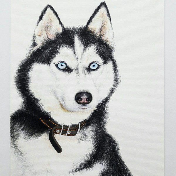 Краска для собак