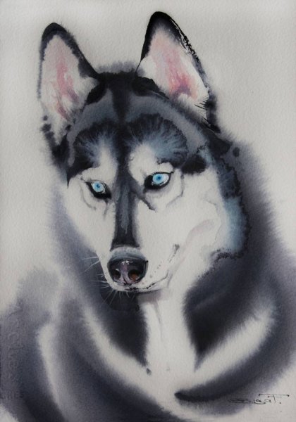 Лайка, щенок, акварель