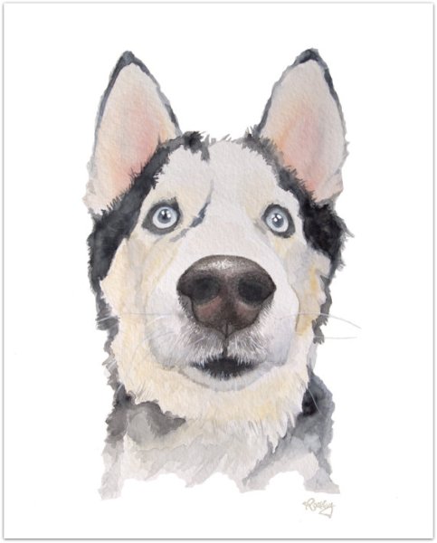 Собака лайка акварелью