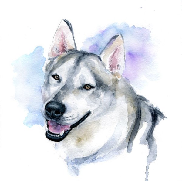 Арт хаски тату