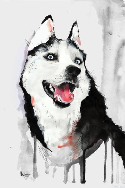 Лайка рисунок акварелью