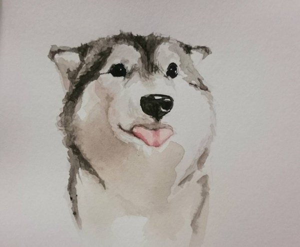 Хаски в очках акварель