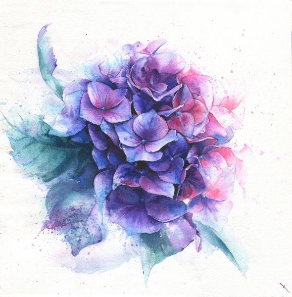 Гортензия акварель