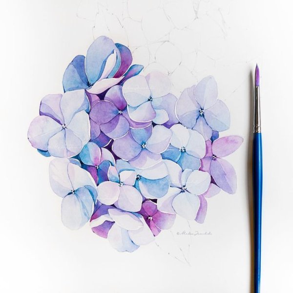 Рисунки лепестков гортензии