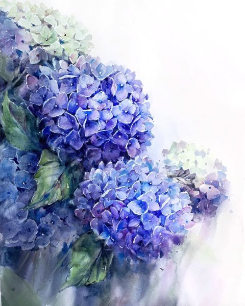 Цветы акварель гортензия