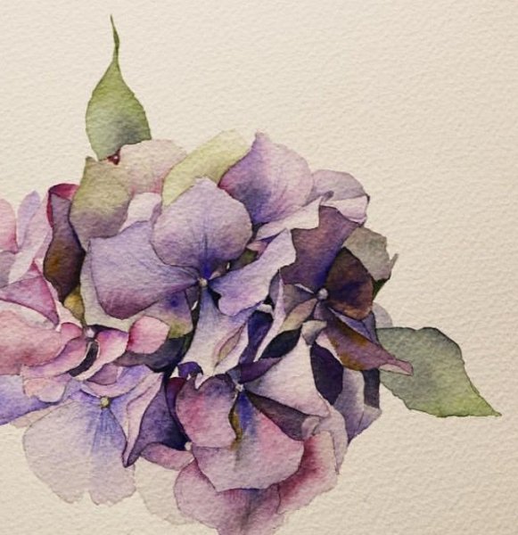 Акварель ботаника гортензия