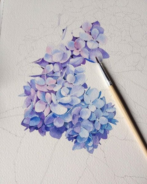 Гортензия акварельными карандашами