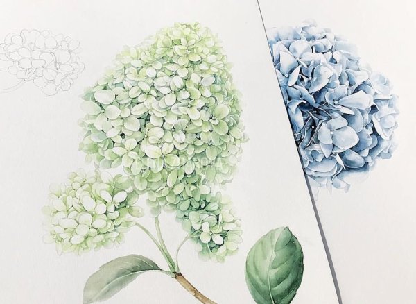 Гортензия розовая акварель