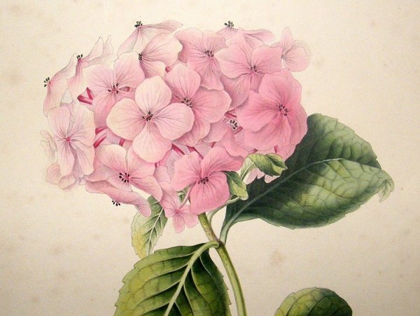 Скетчинг маркерами гортензия