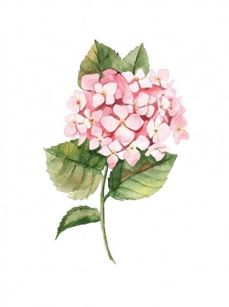 Юлия Барминова акварель гортензии