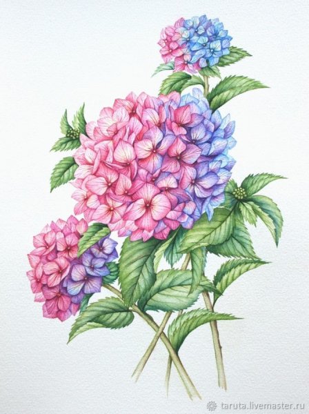 Гортензия акварель