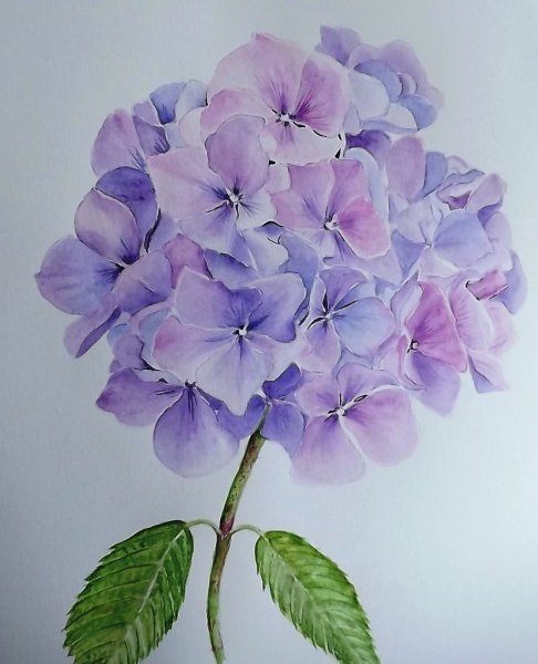 Гортензия Незабудка