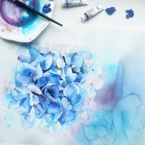 Гортензия скетч акварель