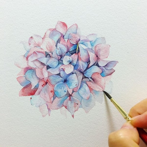 Мари гортензия